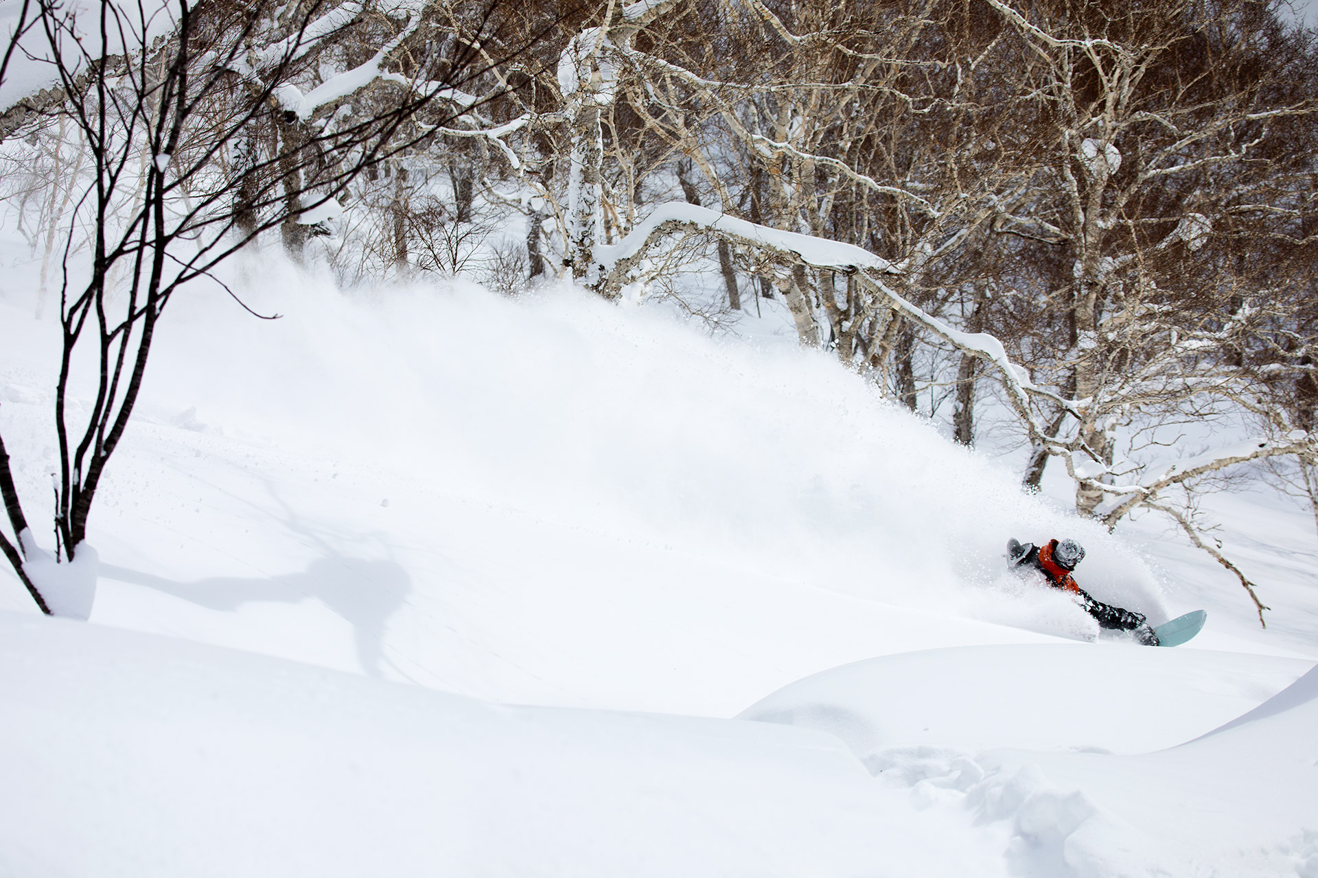 A deep powder turn through the birch trees